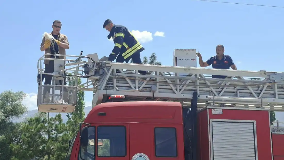 Tomarza'da 3 gündür aç ve susuz kalan yavrular kurtarıldı