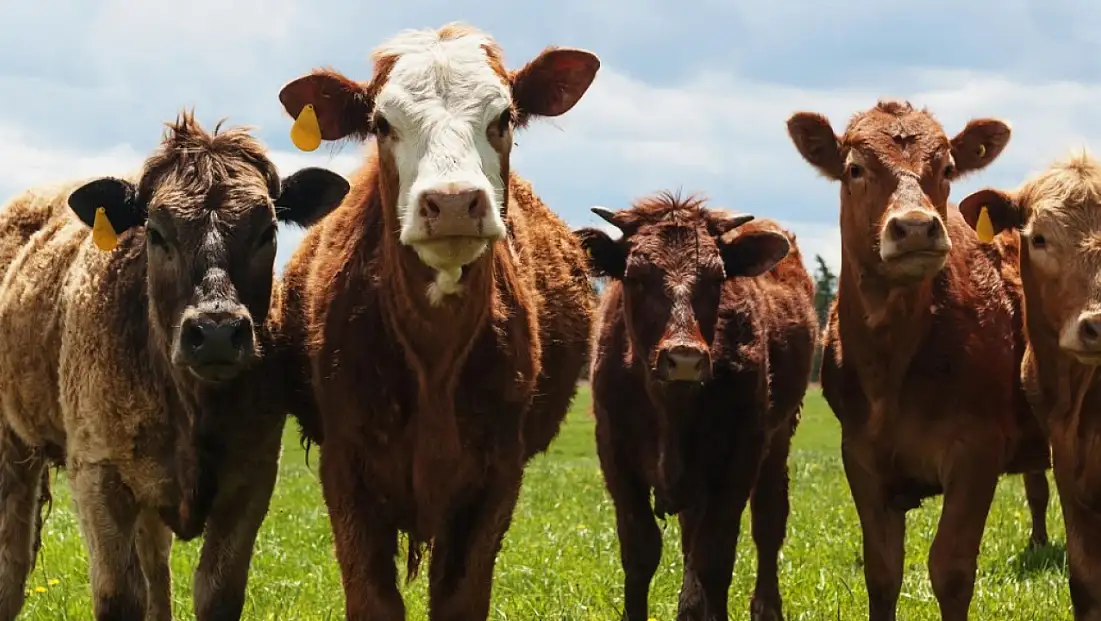 Üreticiler dikkat: Bu şartı taşımayan başvuramayacak