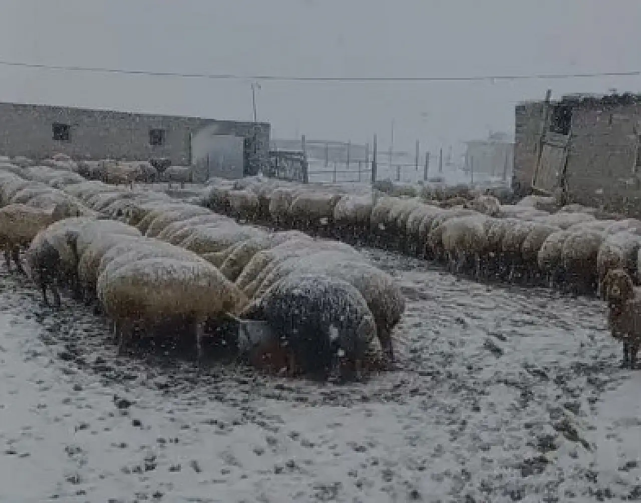 Besiciler için en heyecanlı an bakın neymiş?