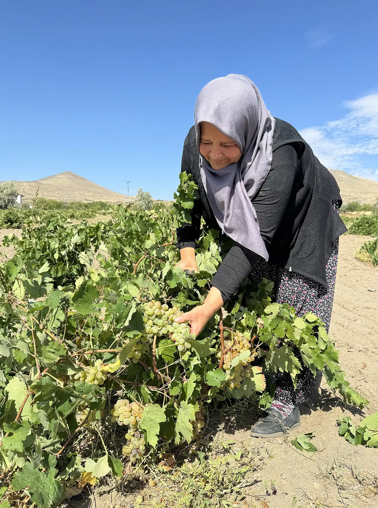 İncesu altınının zahmetli serüveni