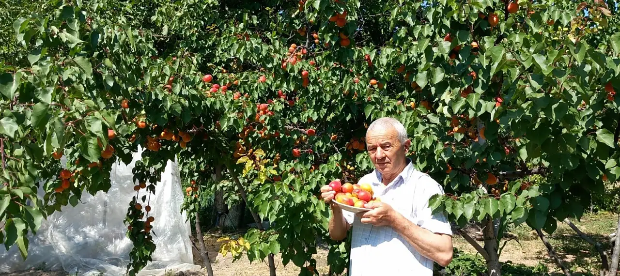 Develi'de kayısı kurutmada yeni dönem!