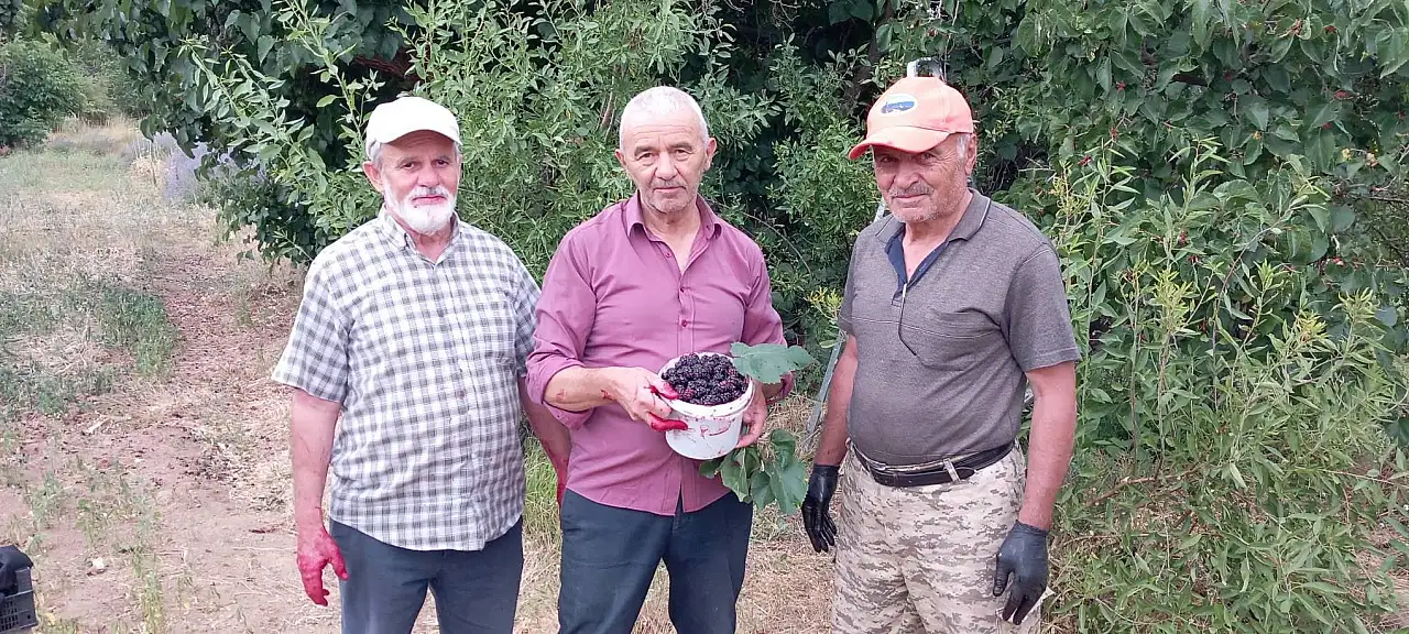 Develi'de urmu dut hasadı başladı