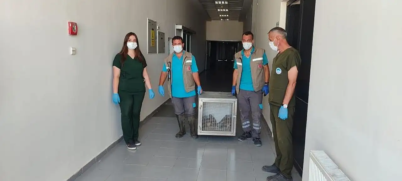 Yaralı kuşlar doğaya salındı