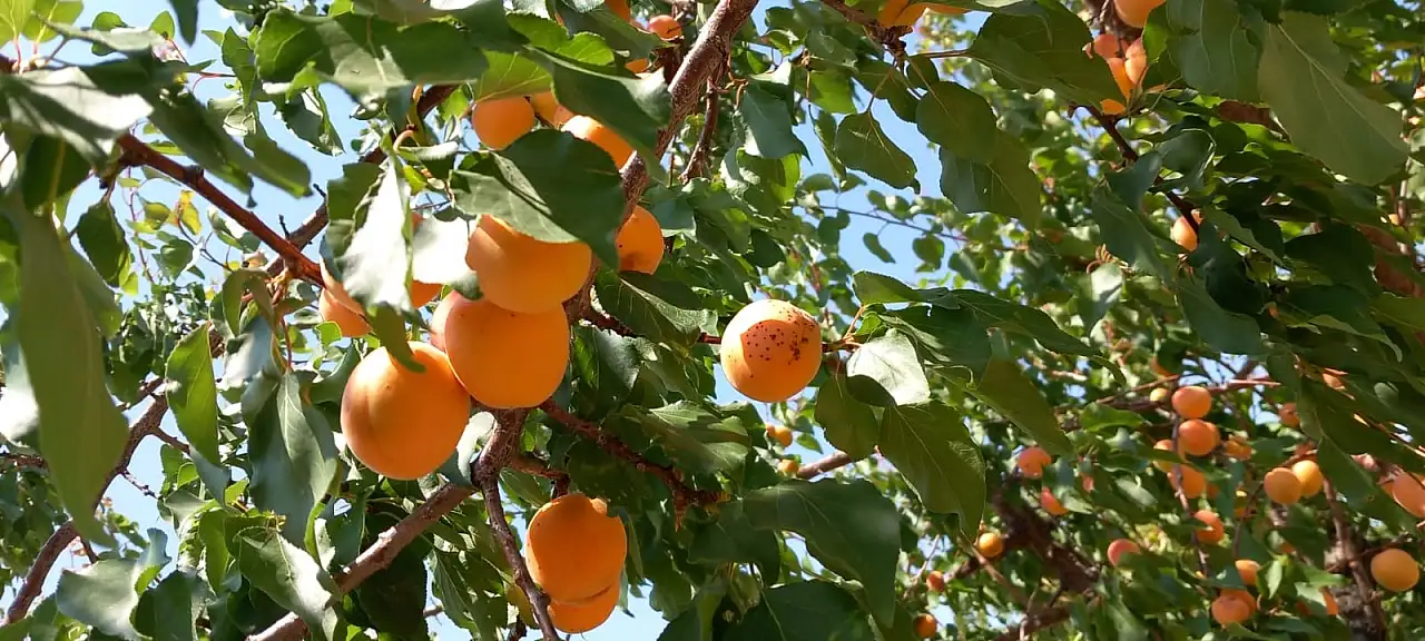 Kayseri'de hasat zamanı başladı! Bahçesi Malatya'yı aratmadı