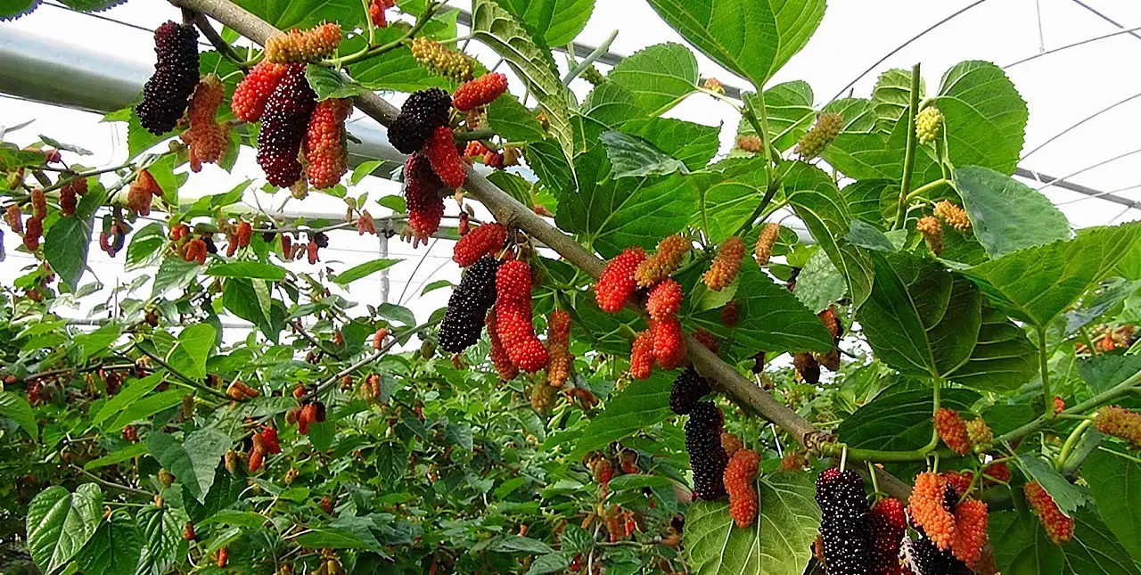Talas'ın tükenmekte olan hazinesi ne?