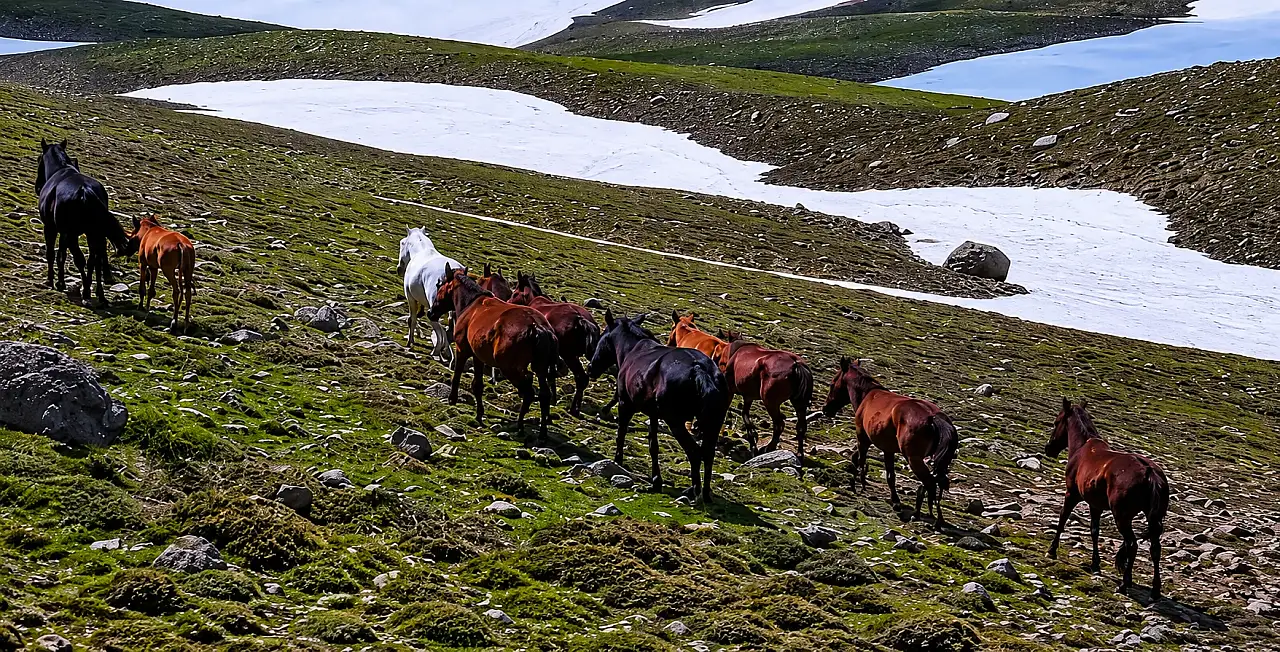 Erciyes'te doğanın en özgür sakinleri yeniden ortaya çıktı