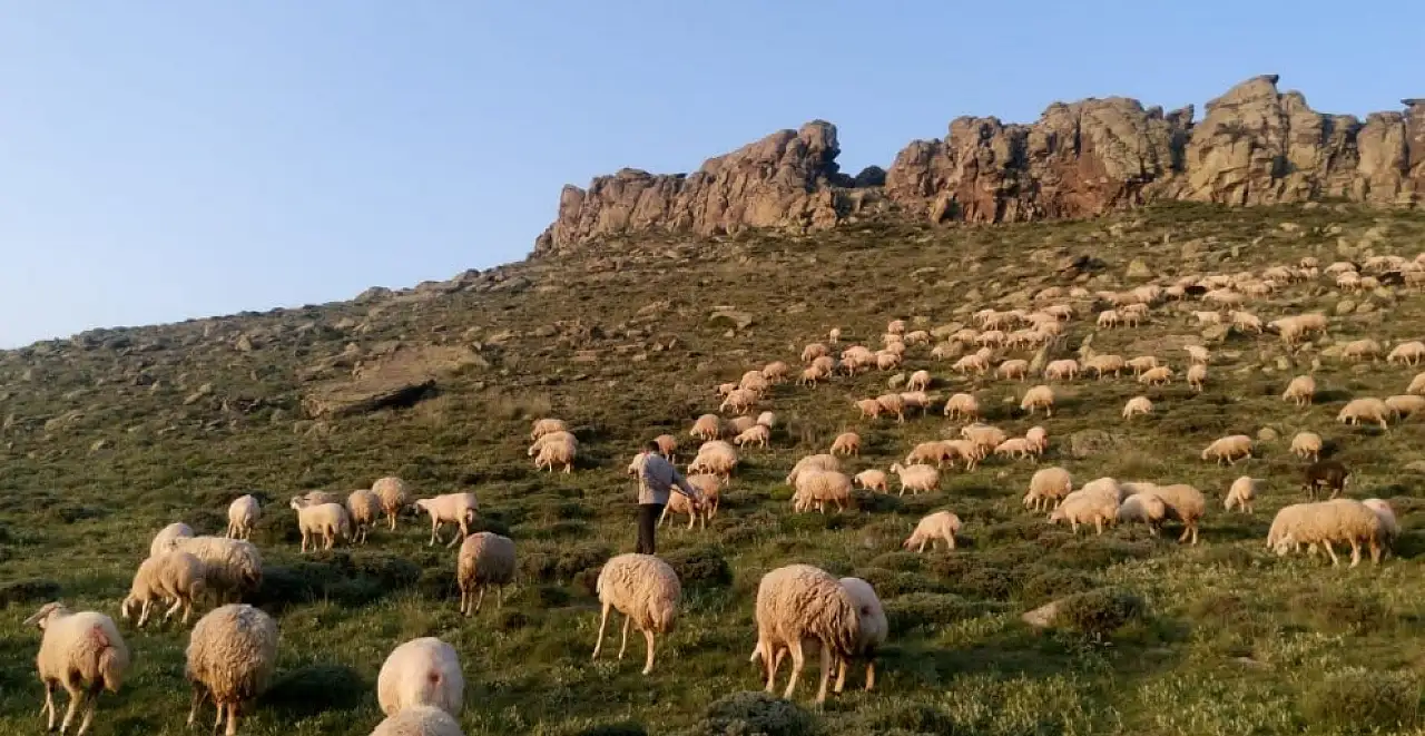 Develi yaylalarında beklenmedik bereket: Doğa adeta coştu
