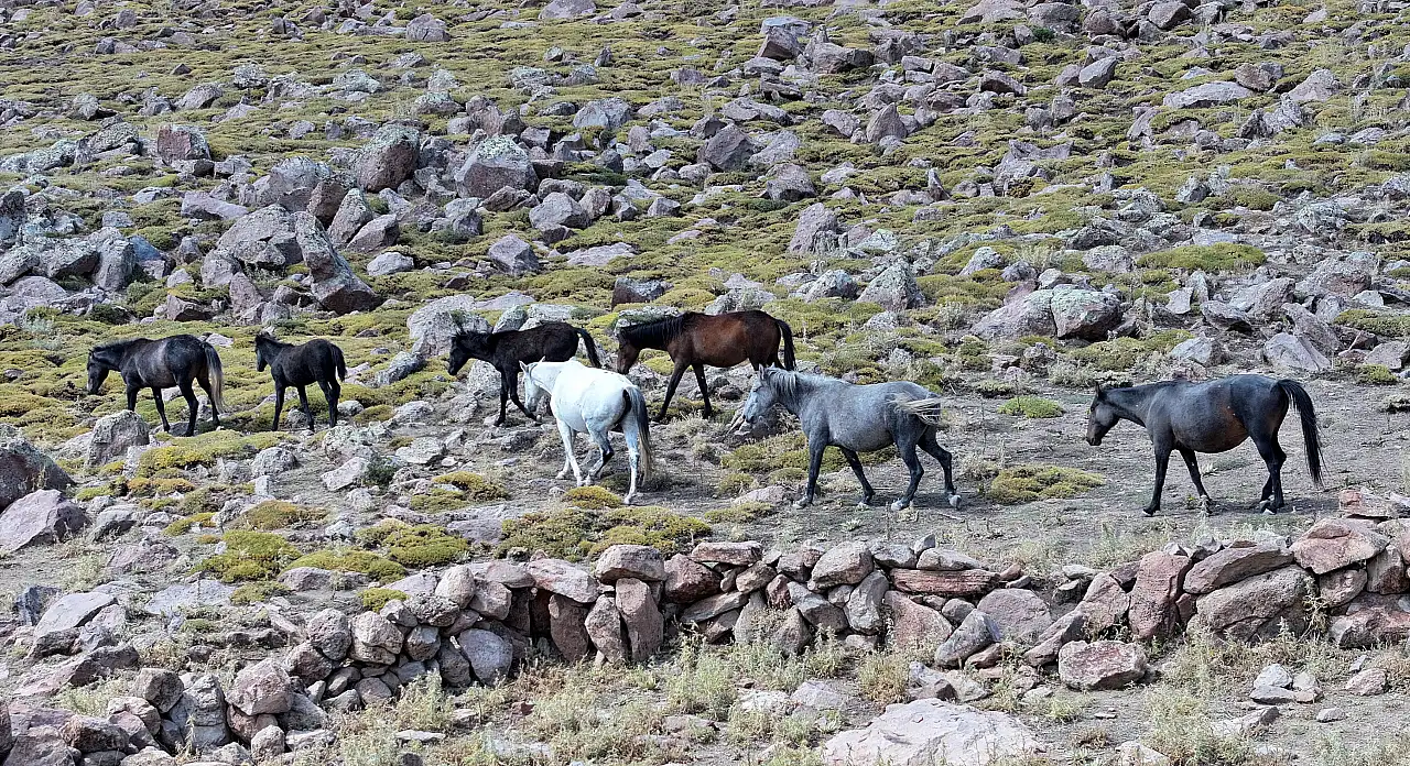 Erciyes'in özgür yılkı atları tehlikede