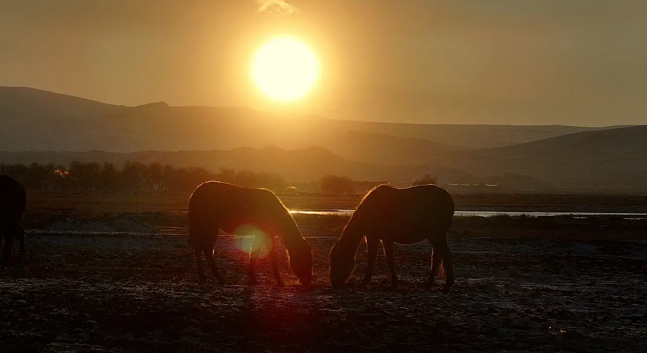 Kayseri'de yılkı atları görsel şölen oluşturdu