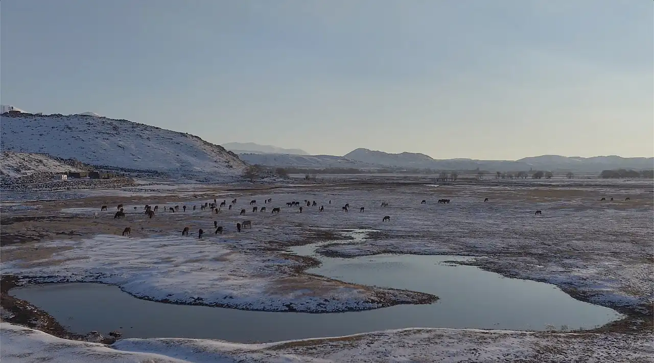 Kayseri'de yılkı atları görsel şölen oluşturdu