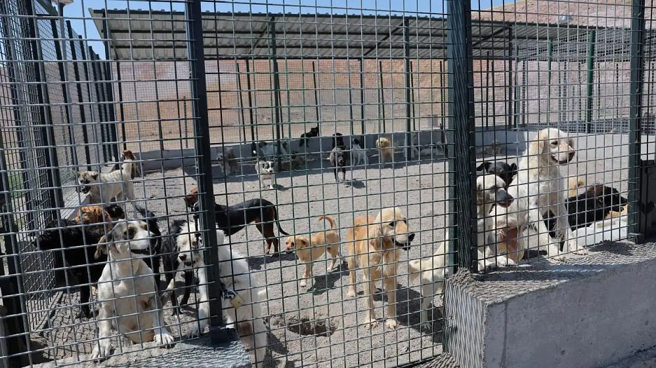 Kayseri'de bir ilk: Kocasinan'dan dev hayvan bakım merkezi
