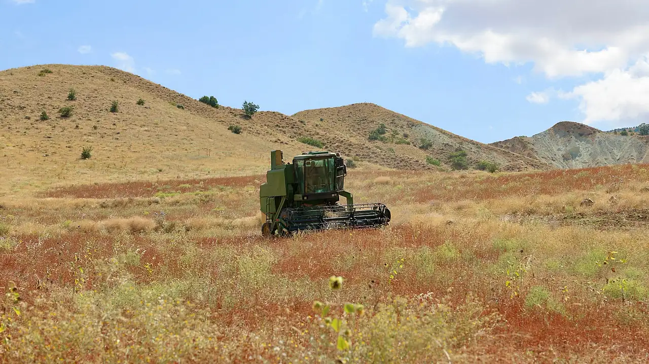 Kayseri'de ilk kez hasat edildi! Karabuğday çiftçiye yeni kapı açacak