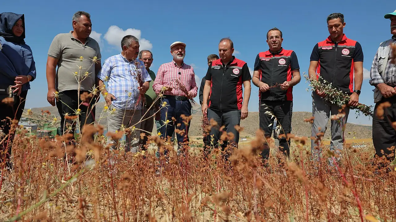 Kayseri'de ilk kez hasat edildi! Karabuğday çiftçiye yeni kapı açacak