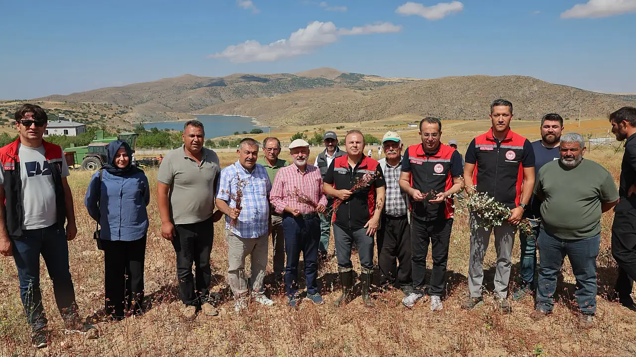 Kayseri'de ilk kez hasat edildi! Karabuğday çiftçiye yeni kapı açacak