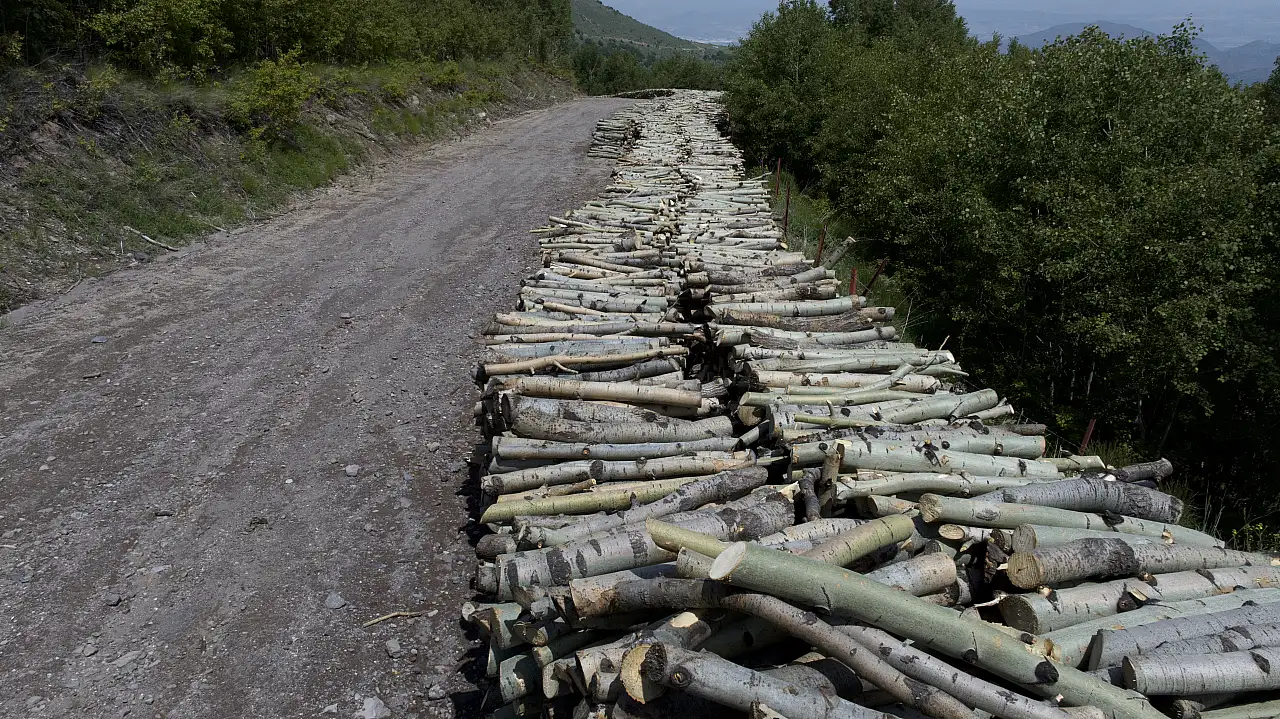 Ne fırtına ne soğuk durdurabildi: Ormanda geçen 40 yıl