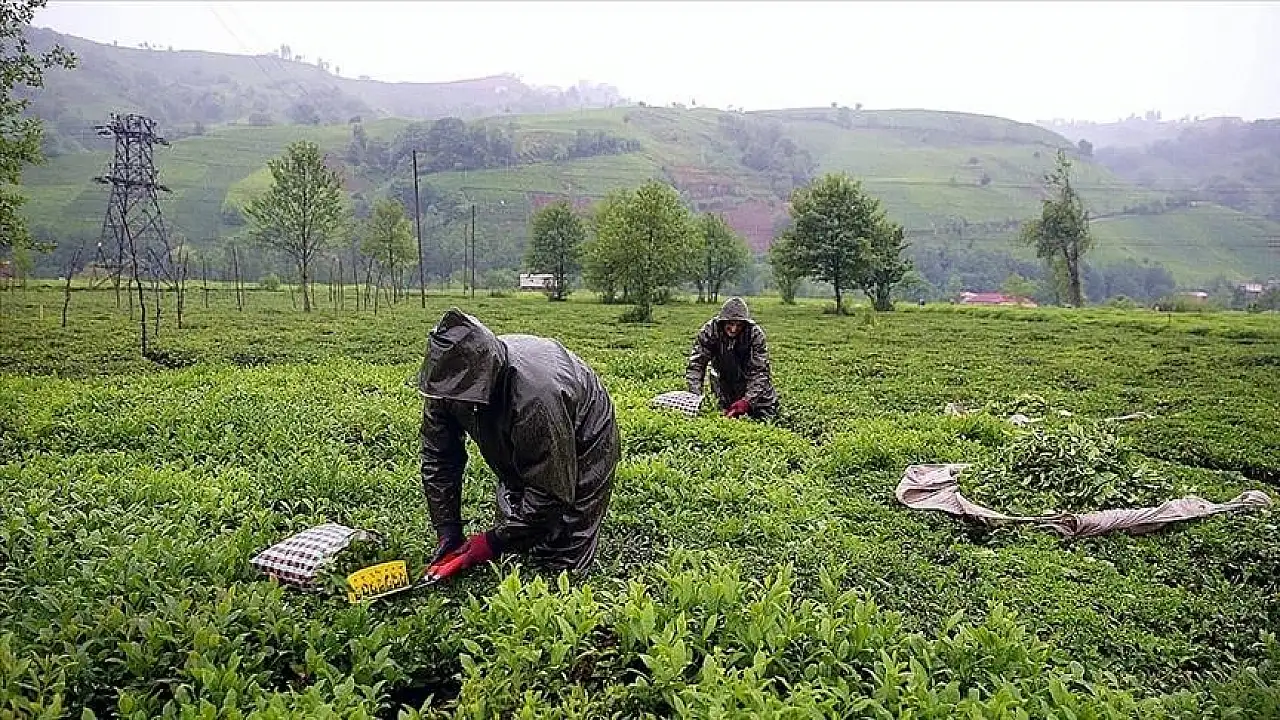 121 yıllık çay firması resmen iflas etti!