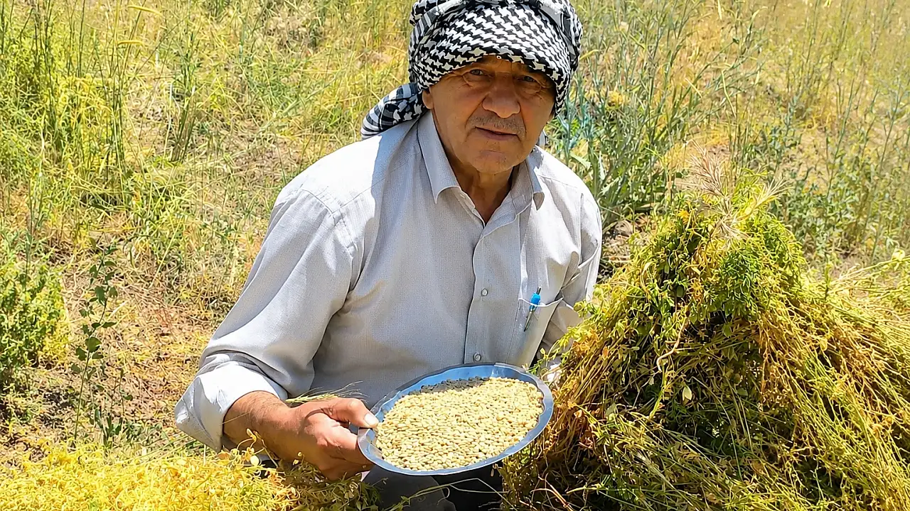 Kayseri'de susuz arazide yeşil mercimek hasadı başladı