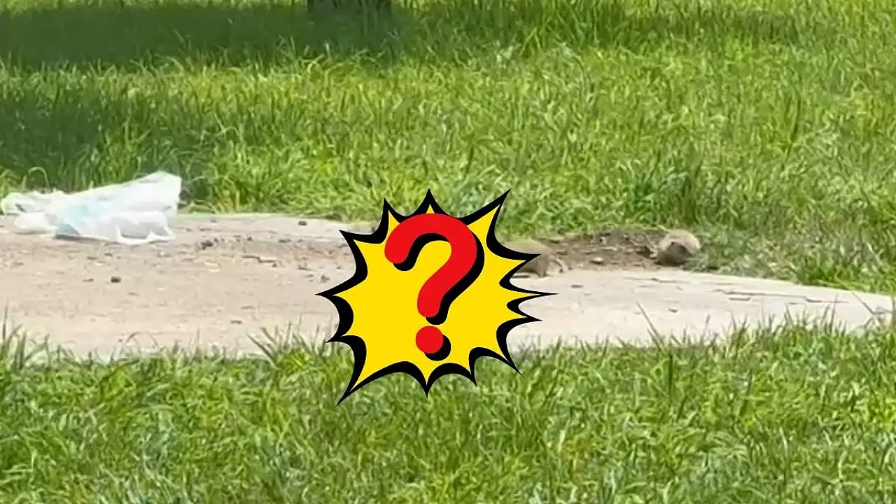 Kayseri’de Millet Bahçesi’nde ortaya çıktı! Görenler telefona sarıldı