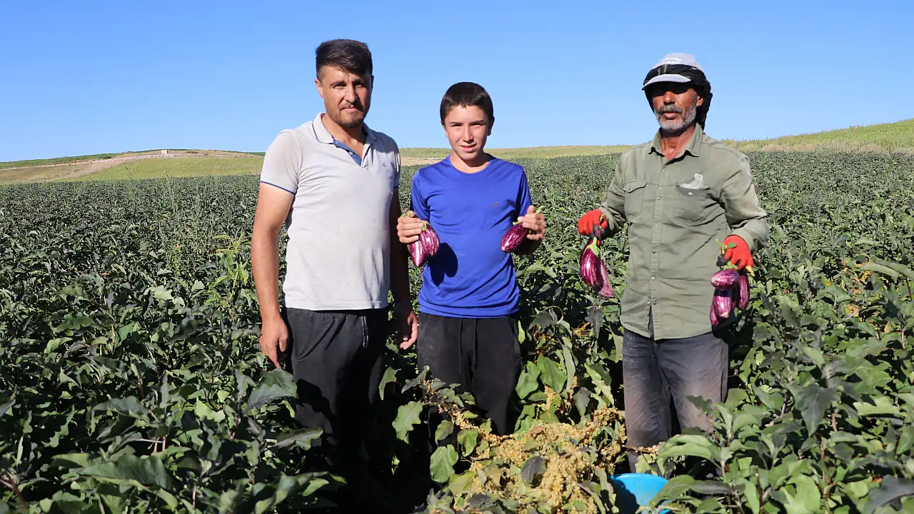 Yamula patlıcanı hasadı başladı