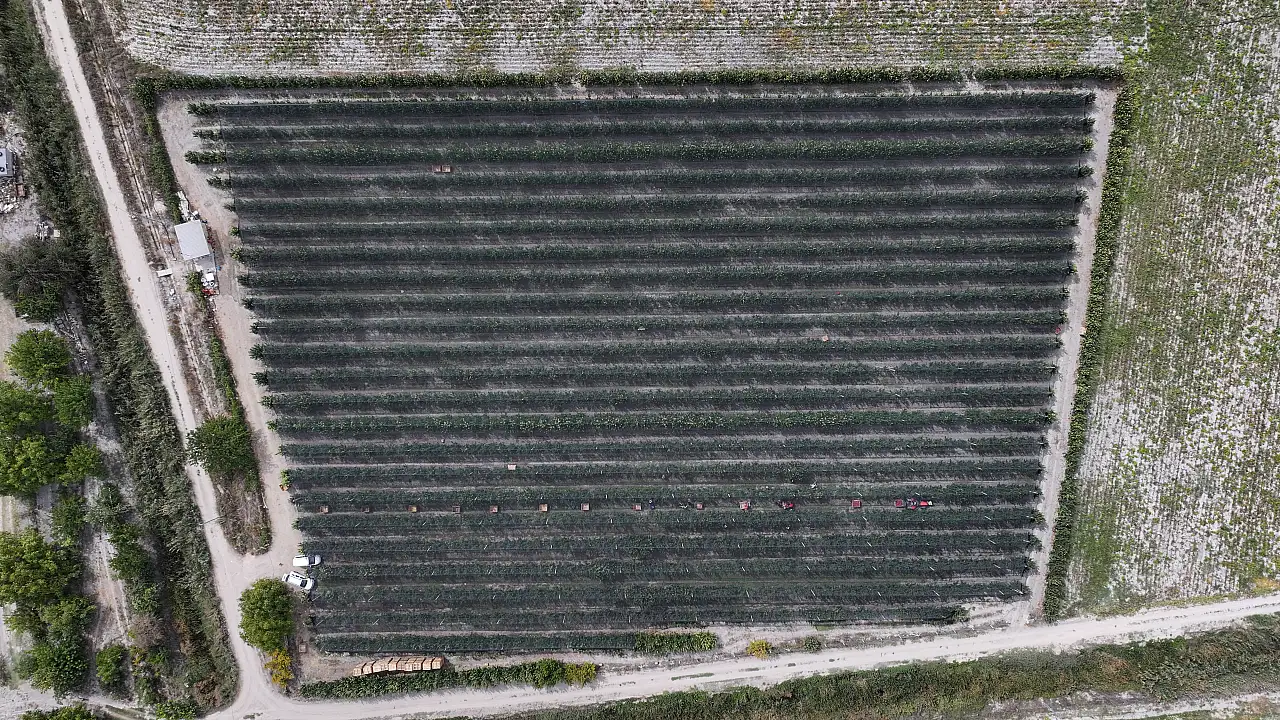 25 ülkeye ihracatta rekor kıran meyve