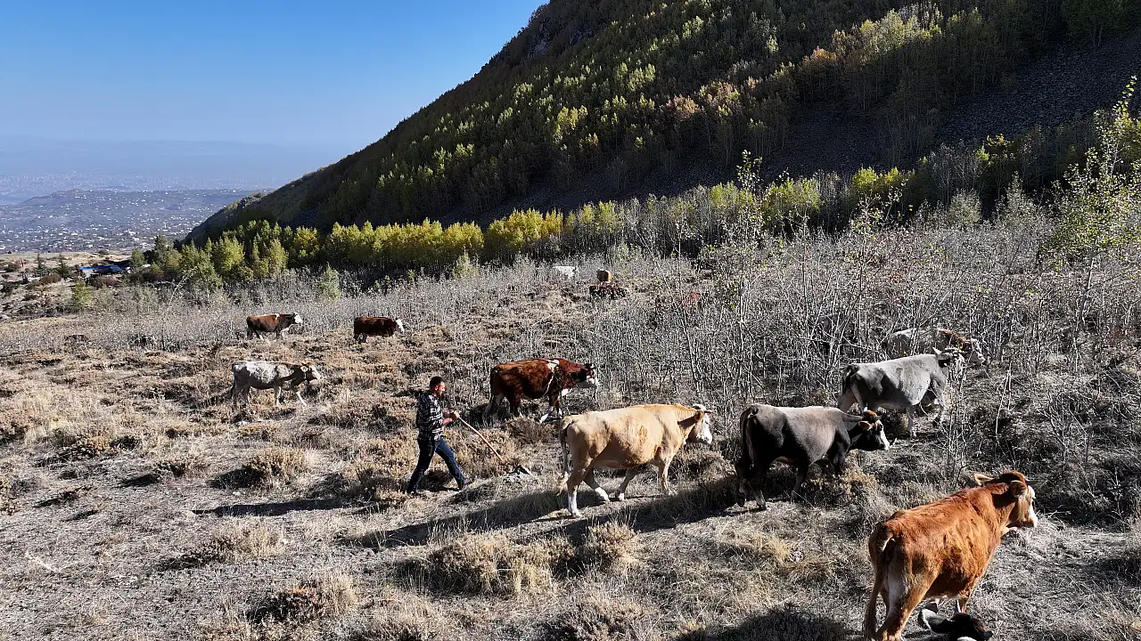 Kayseri'de Yörük Ömer, dede mesleğini tek başına dağlarda sürdürüyor