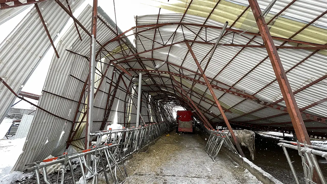 Kayseri'de çatı çöktü! Onlarca hayvan telef oldu