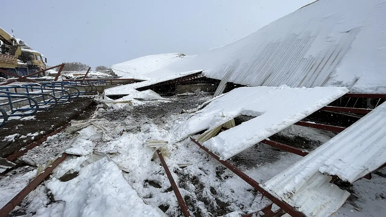 Kayseri'de çatı çöktü! Onlarca hayvan telef oldu