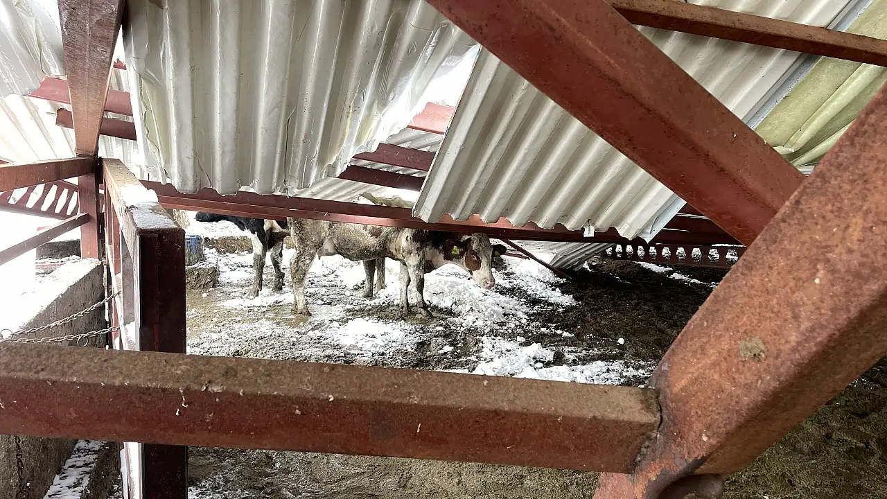 Kayseri'de çatı çöktü! Onlarca hayvan telef oldu