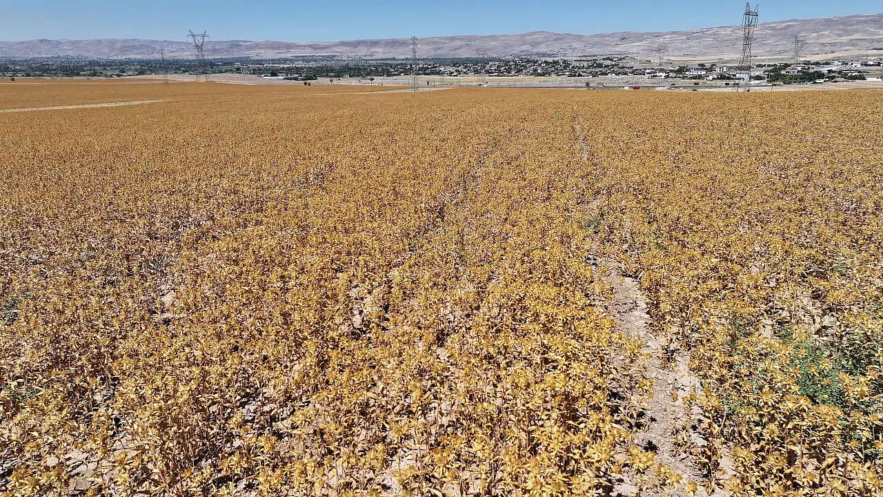 Kayseri'de hasat başladı: Açık ara birinciyiz