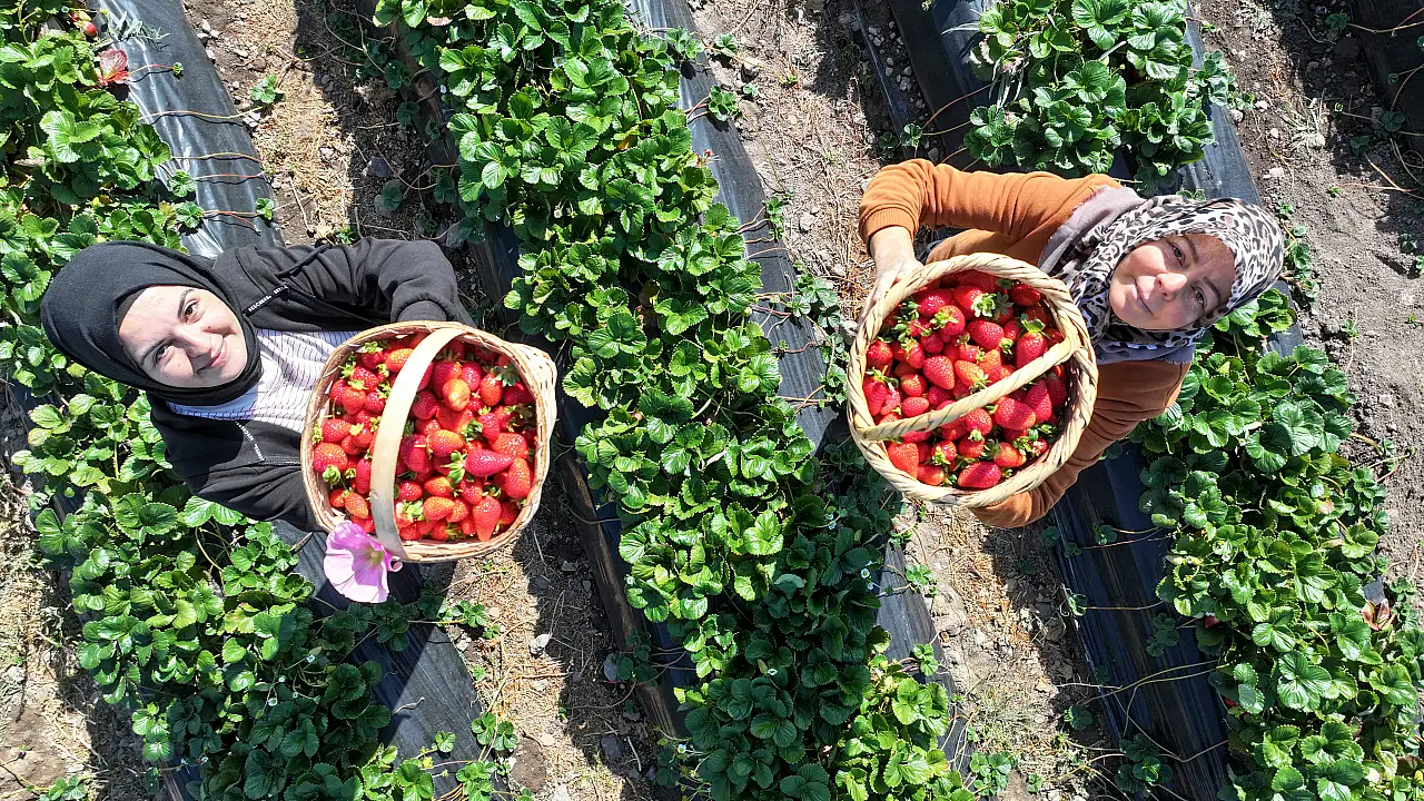 Gelin ve görümce el ele verip atıl araziyi bakın neye dönüştürdü