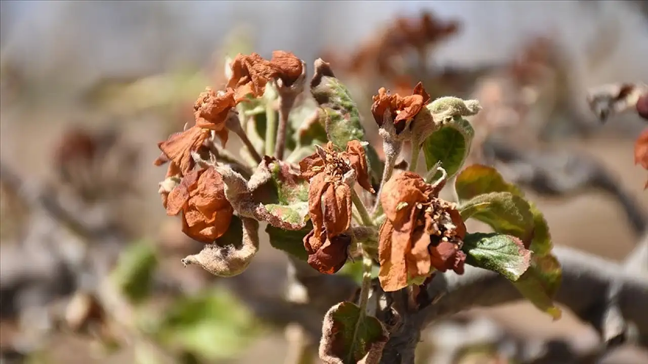Zirai don mağduru üreticilere müjde: Bakan açıkladı