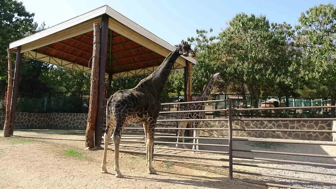 Kayseri'den Gaziantep'e zürafa desteğinin ardından bakın ne oldu?