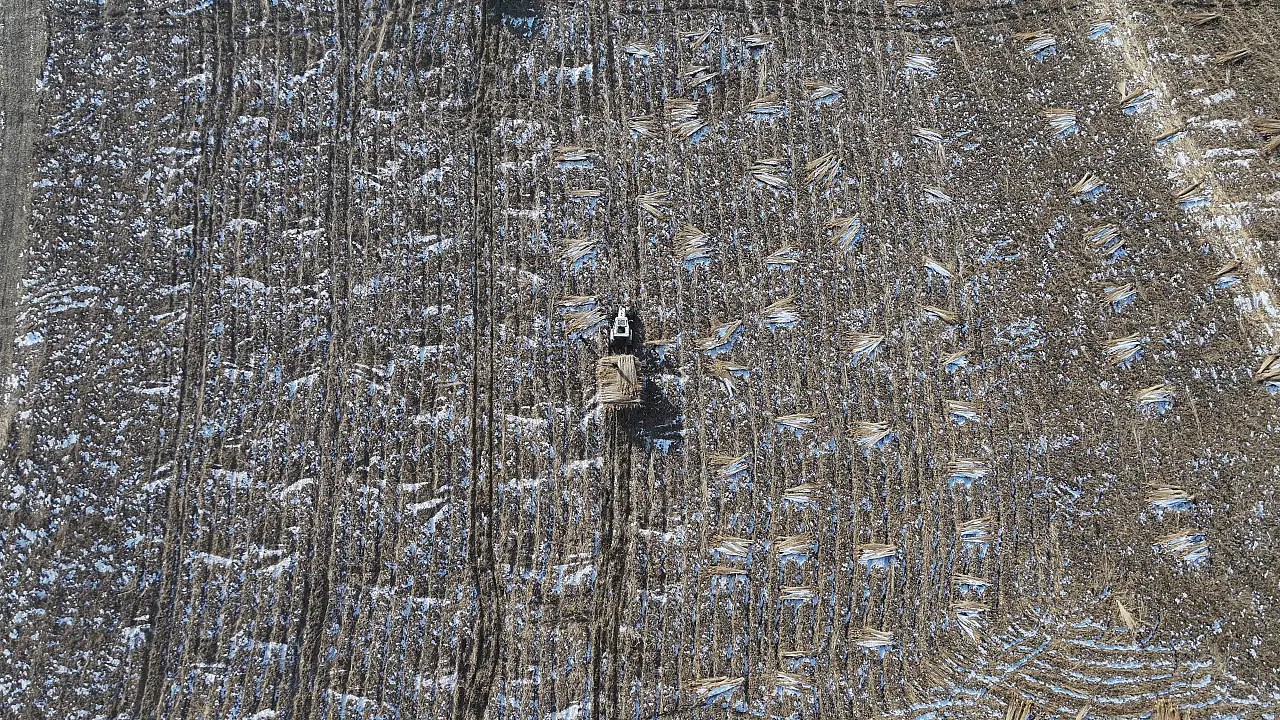 Göçmen kuşların yuvasında kış mesaisi