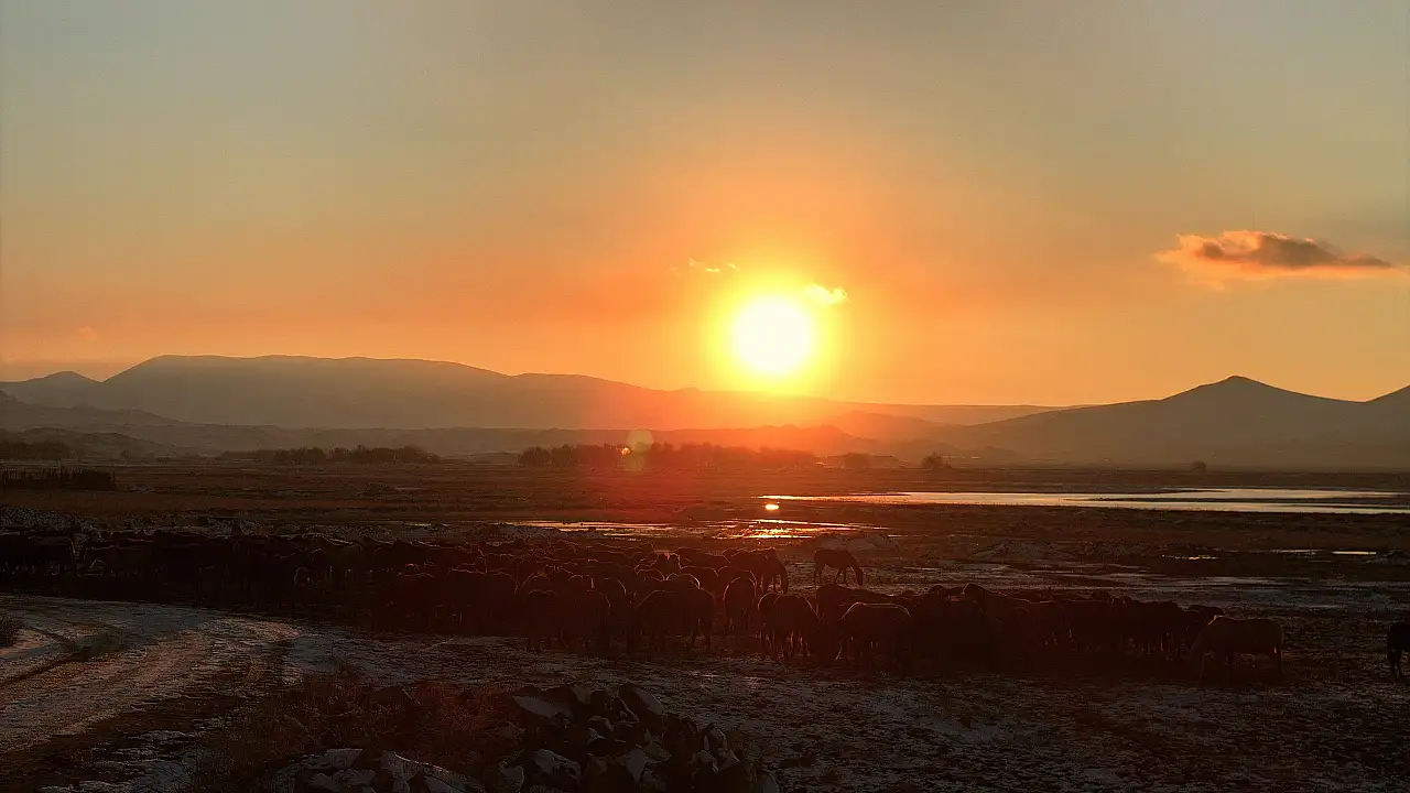 Kayseri'de yılkı atları görsel şölen oluşturdu