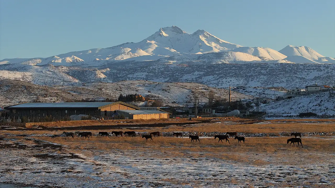 Kayseri'de yılkı atları görsel şölen oluşturdu