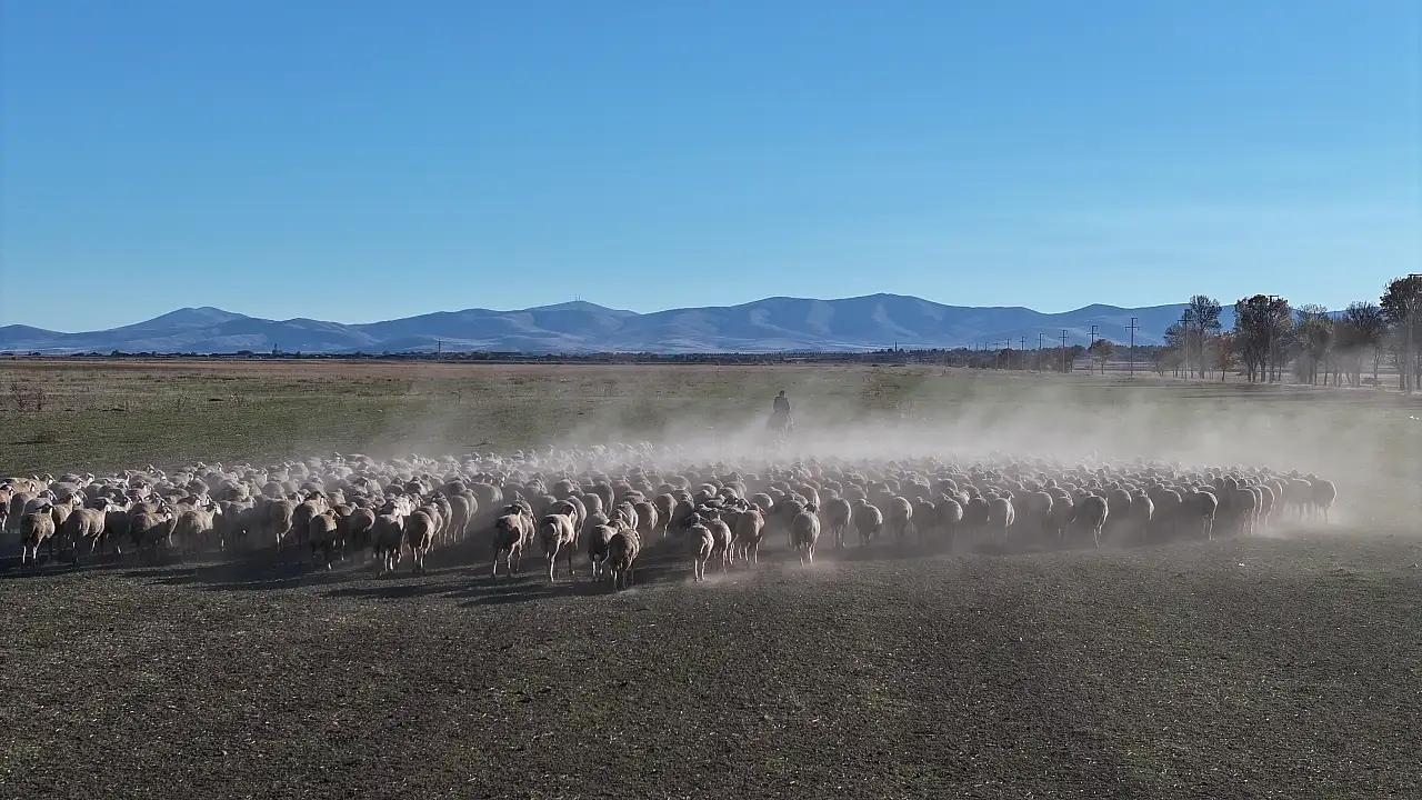 Kayseri'de yoğun talep görüyor! Kırşehir'de yetiştiriliyor