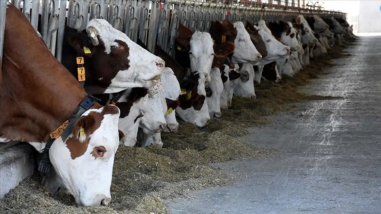 Kayseri'de üreticilere müjde: 350 milyon lira hesaplarda