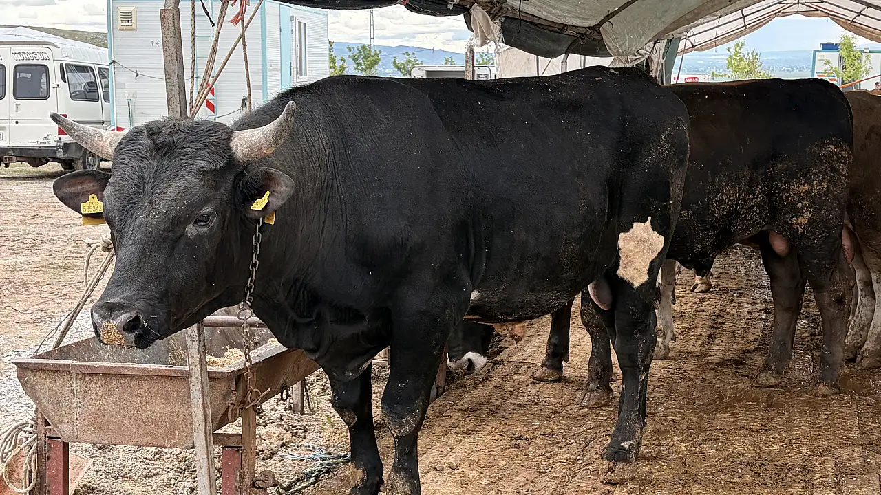 Besiciler konuştu: kurbanlıklar az, yetişen alır!