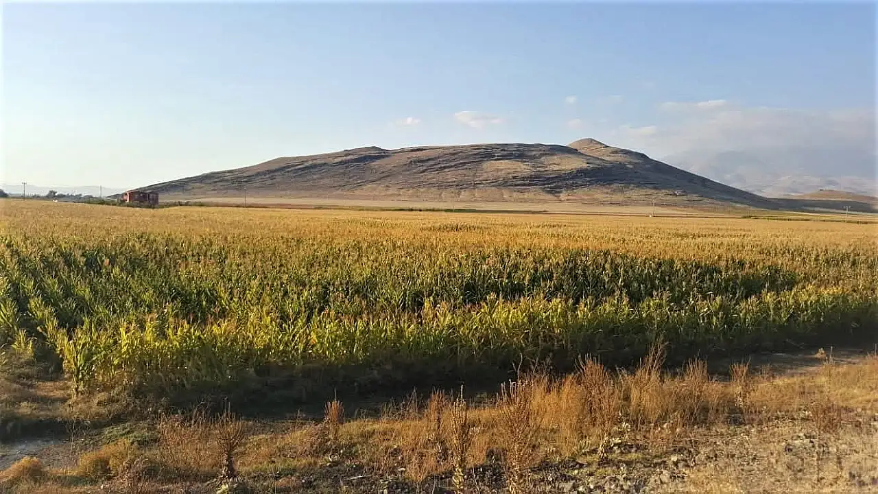 Kayseri'de hasat zamanı yaklaştı! Erken davranan kaybedebilir