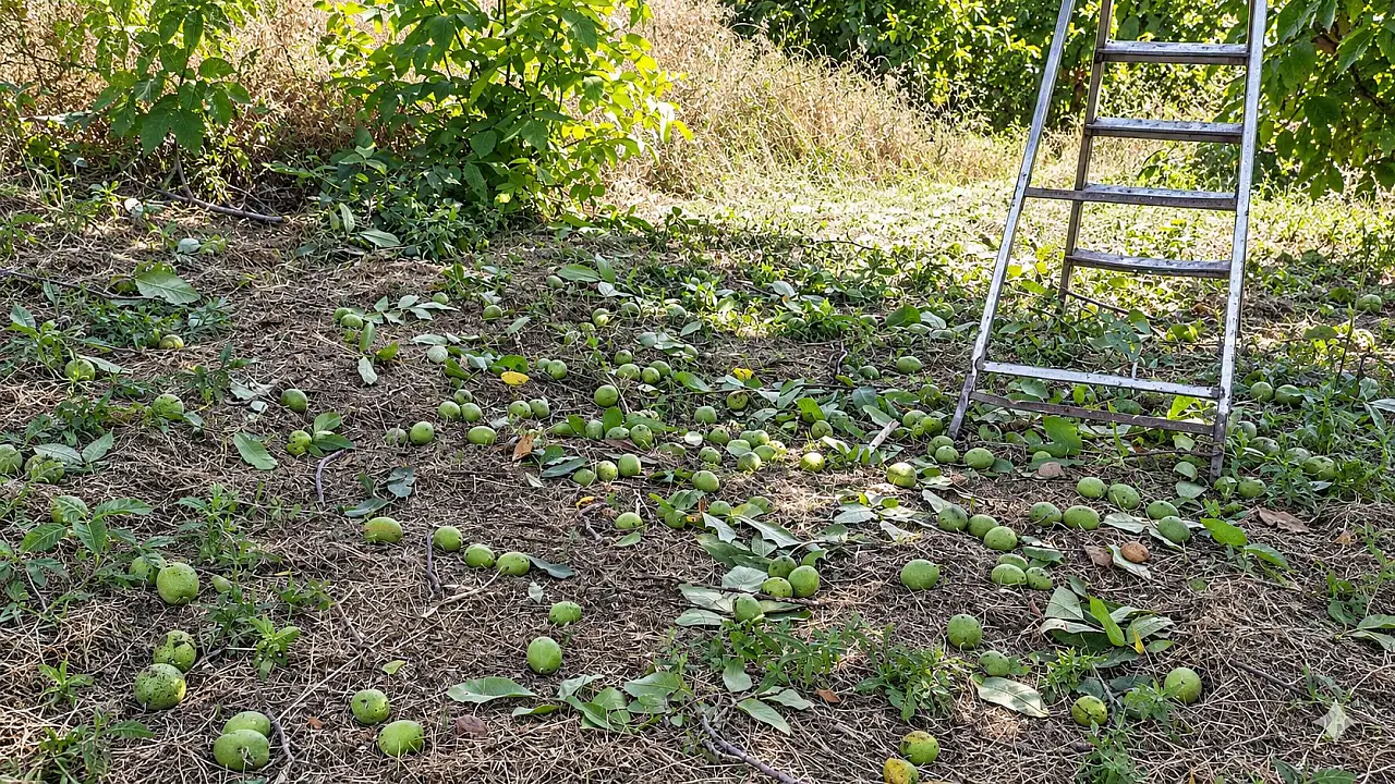 Develi'de sezonun ilk cevizleri dalından toplandı
