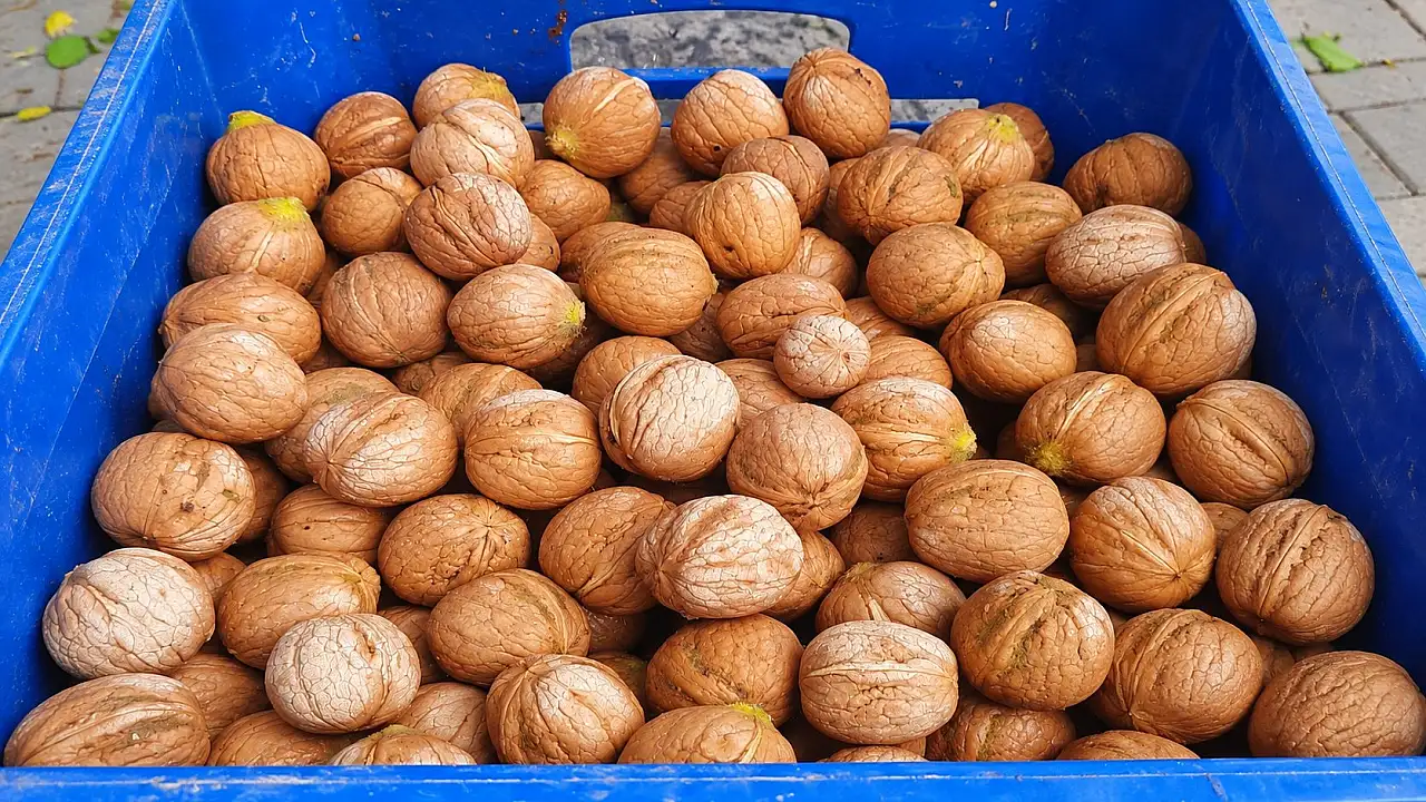 Develi'de sezonun ilk cevizleri dalından toplandı