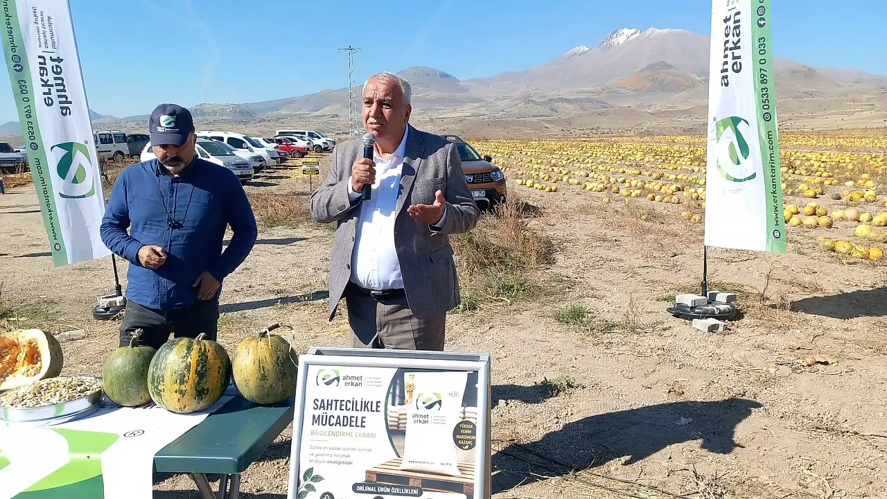 Kayseri'nin Develi ilçesinde 'sarı altın' sevinci!