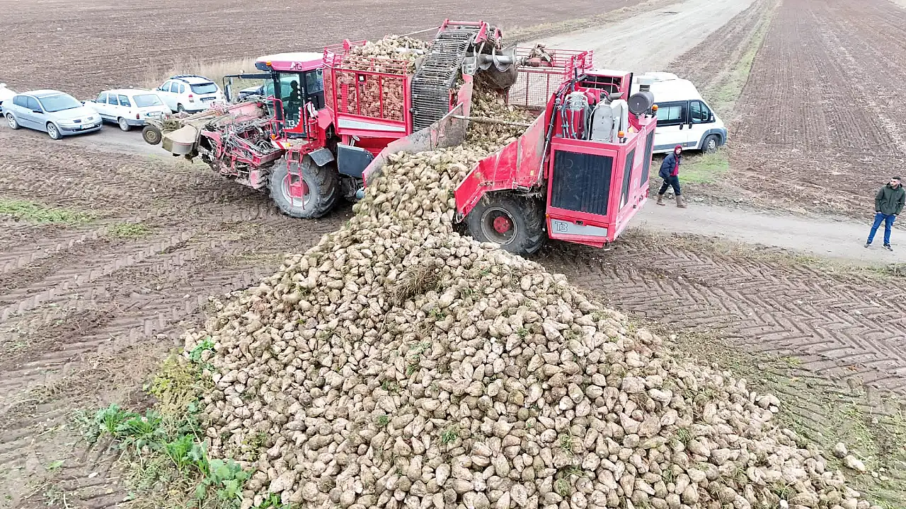 Kayseri'de şeker pancarı sevinci! Çiftçiler hasada başladı
