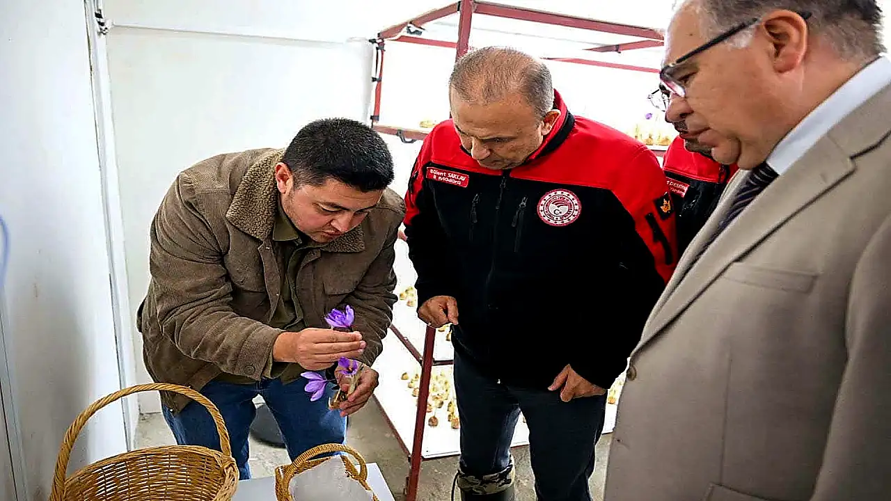 Dünyanın en pahalı baharatı Kayseri'de yetişir mi? Protokol sahada inceleme yaptı