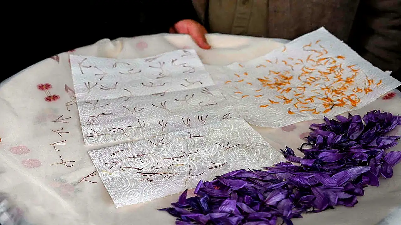 Dünyanın en pahalı baharatı Kayseri'de yetişir mi? Protokol sahada inceleme yaptı