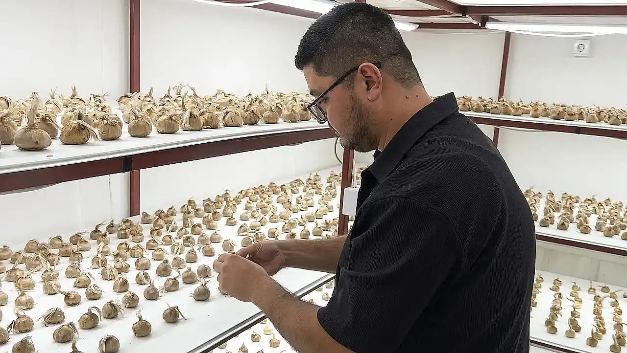 Kayseri'de kilosu 900 bin TL olan bitkinin ilk hasadı yapıldı!