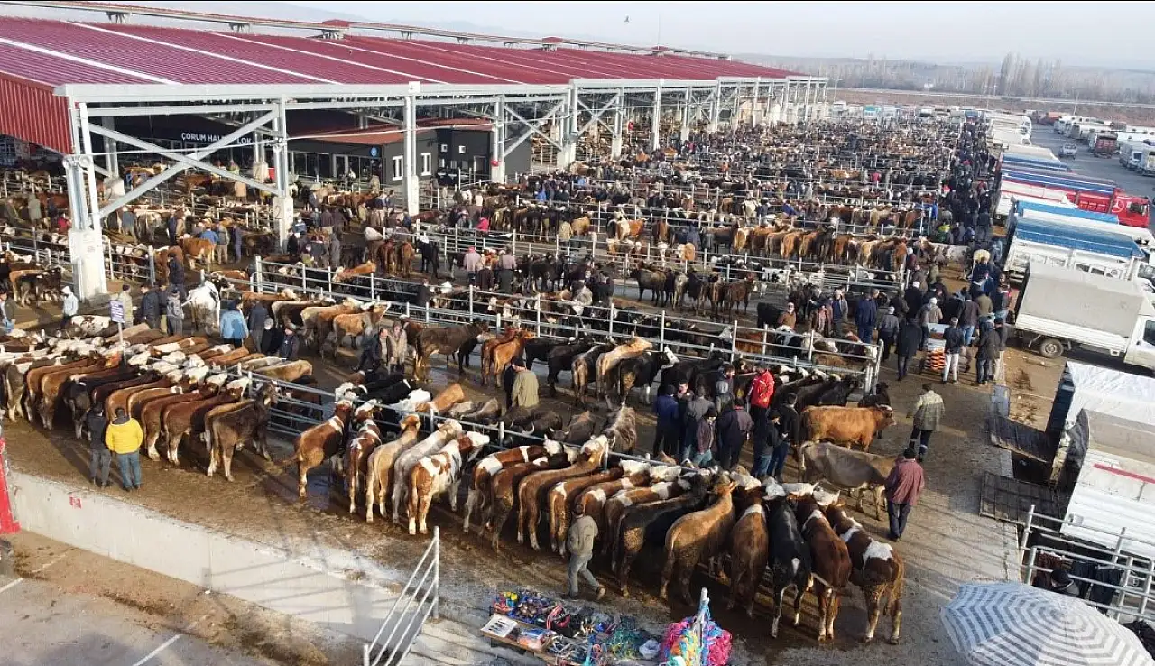 Kayseri'de kritik şap kararı: Hayvan giriş çıkışları durduruldu
