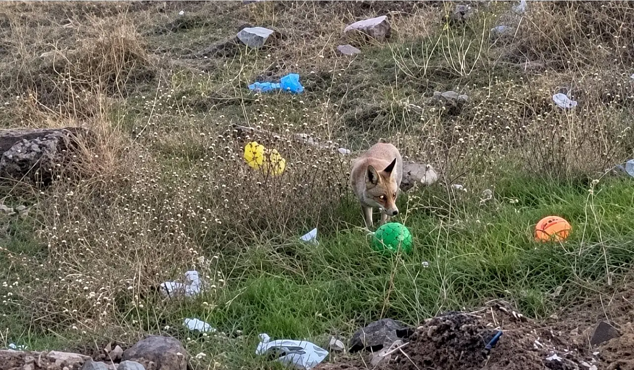 Kayseri'de tilki öyle bir şey çaldı ki! Görenler şaştı kaldı
