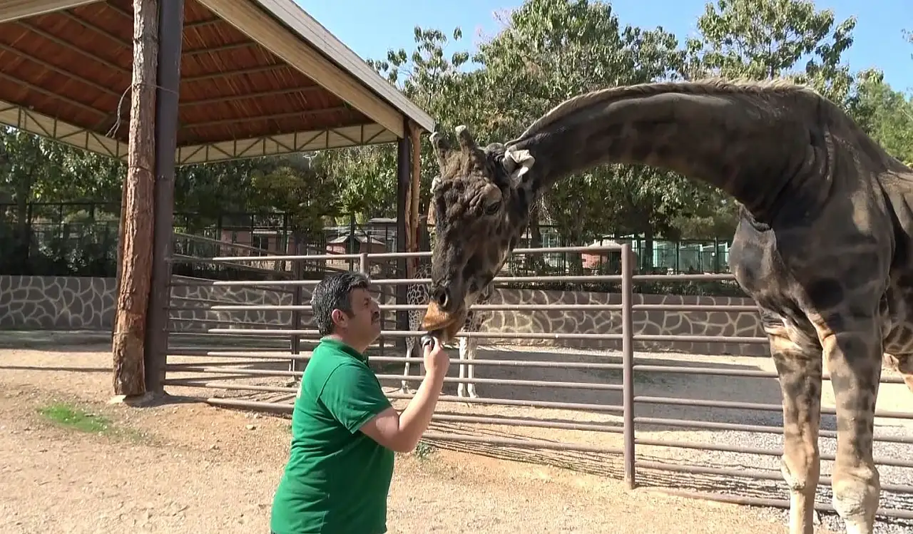 Zürafalar ve bakıcı Görgel arasında baba-oğul gibi bir bağ