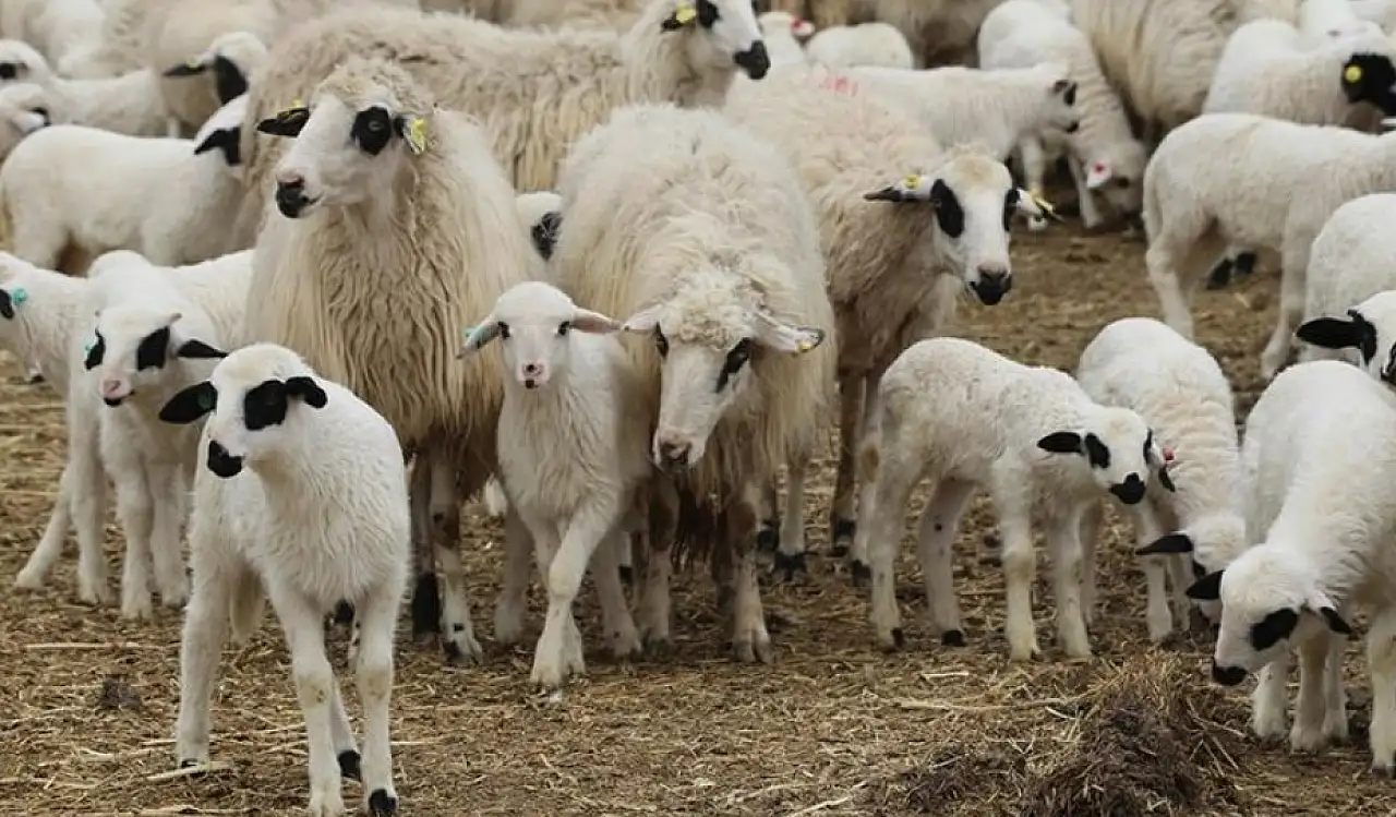 Bakanlık açıkladı: Destekten yararlanacaklar belli oldu